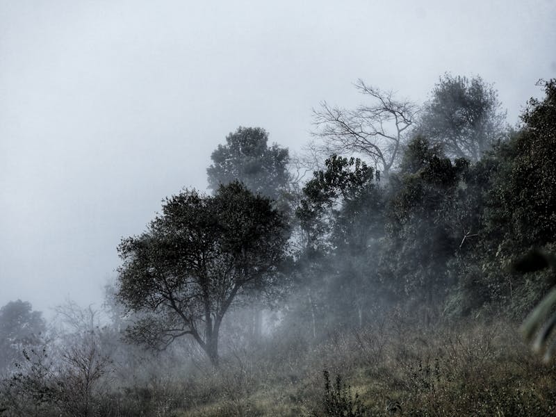 Chikmagalur Coffee Tour