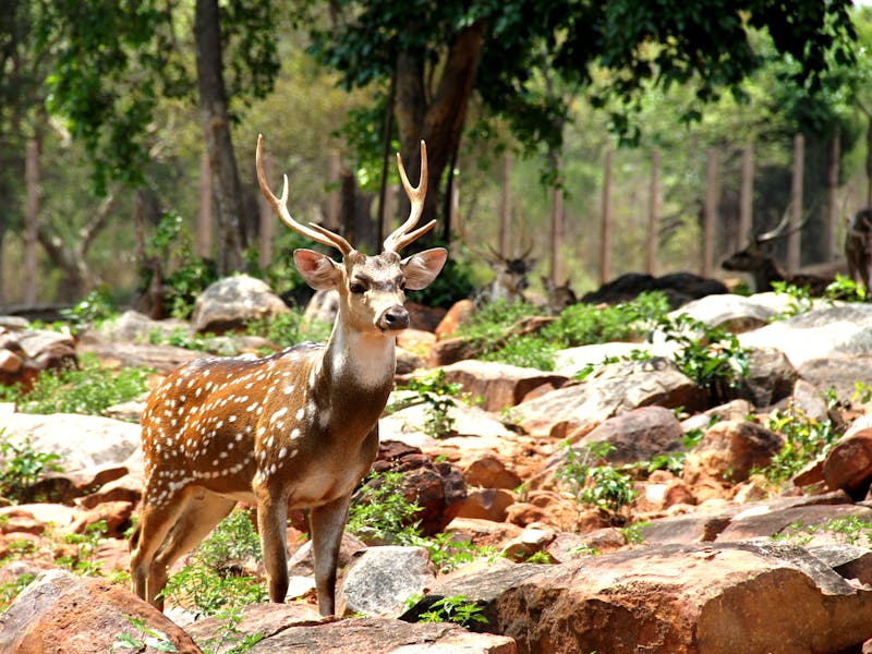 Tirupati Darshan Package